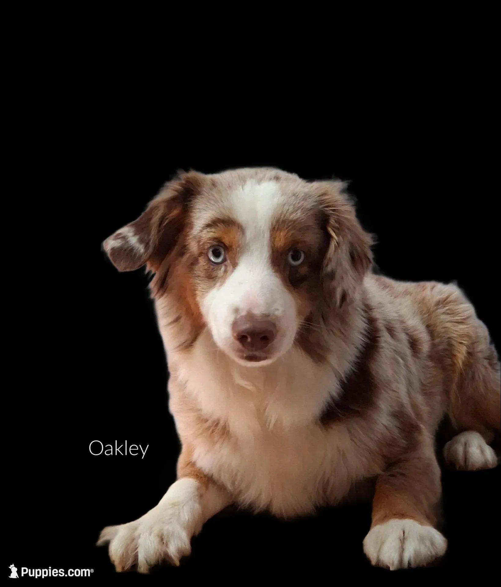 Frankie, a male Miniature Australian Shepherd for sale in Mexico, MO – Photo 7 of 7