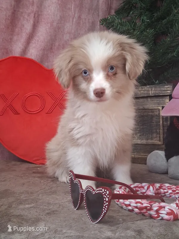 Frankie – Miniature Australian Shepherd puppy for sale in Mexico, MO