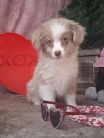 Frankie, a male Miniature Australian Shepherd for sale in Mexico, MO – Photo 1 of 7