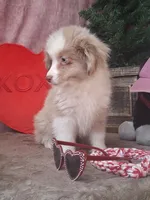 Frankie, a male Miniature Australian Shepherd for sale in Mexico, MO – Photo 2 of 7