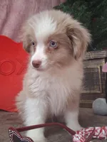 Frankie, a male Miniature Australian Shepherd for sale in Mexico, MO – Photo 4 of 7