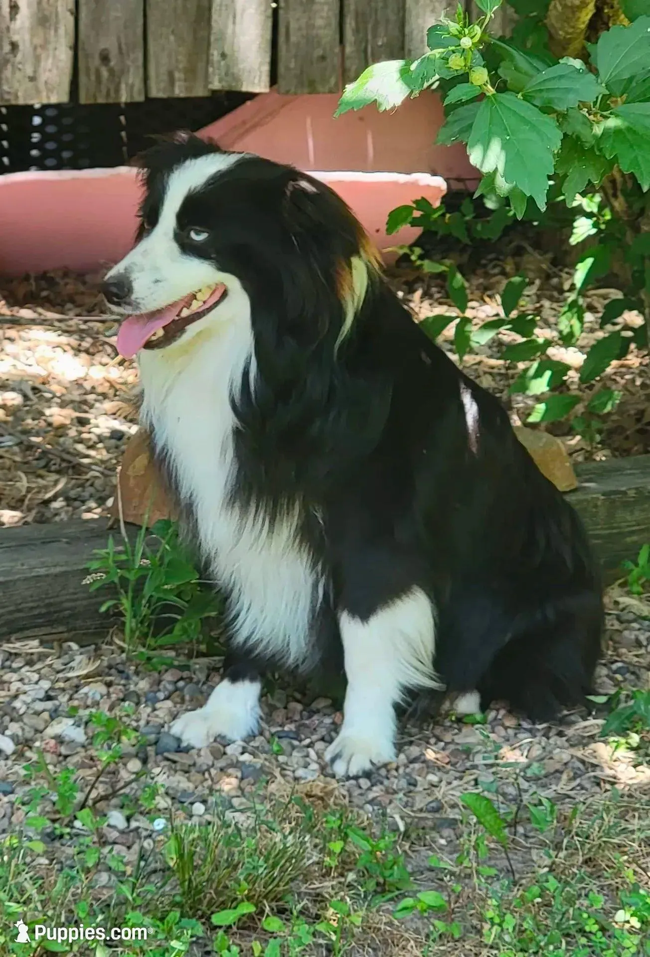 Frankie, a male Miniature Australian Shepherd for sale in Mexico, MO – Photo 6 of 7