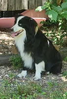 Frankie, a male Miniature Australian Shepherd for sale in Mexico, MO – 7 of 7