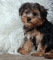 Louie, a male Yorkshire Terrier for sale in Mexico, MO – 2 of 7
