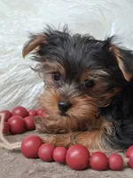 Luke, a male Yorkshire Terrier for sale in Mexico, MO – 4 of 6