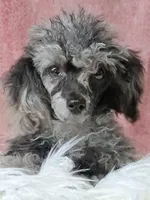 Spice, a male Poodle - Toy  for sale in Mexico, MO – 4 of 6
