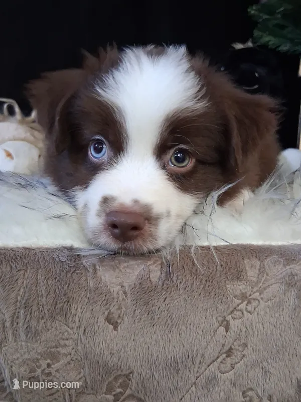 Johnny – Miniature Australian Shepherd puppy for sale in Mexico, MO