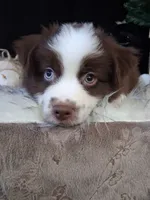 Johnny, a male Miniature Australian Shepherd for sale in Mexico, MO – 2 of 8