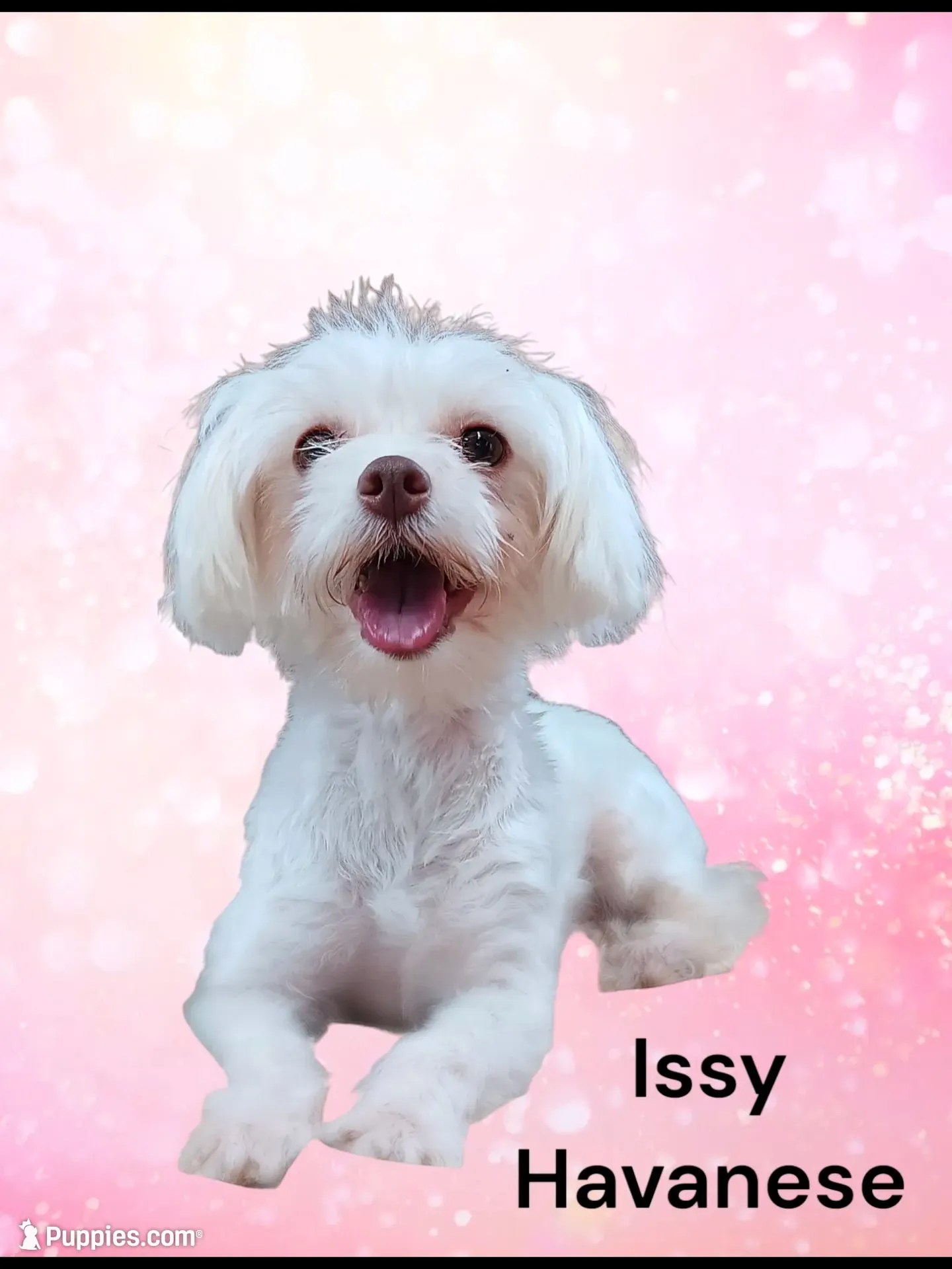 Liberty , a male Havanese for sale in Mexico, MO – 6 of 7