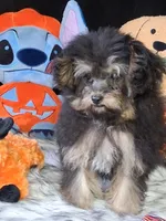 Gyspy , a female Yorkipoo for sale in Mexico, MO – 3 of 7