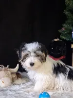 Tommy, a male Morkie for sale in Mexico, MO – 2 of 4