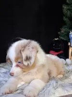Waylon, a male Miniature Australian Shepherd for sale in Mexico, MO – 6 of 8