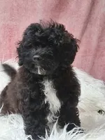 Danny, a male Maltipoo for sale in Mexico, MO – 3 of 5