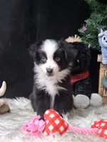 Jolene, a female Miniature Australian Shepherd for sale in Mexico, MO – 6 of 8