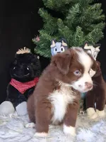 Johnny, a male Miniature Australian Shepherd for sale in Mexico, MO – 3 of 8