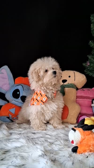 Chance, a male Maltipoo for sale in Mexico, MO – 5 of 5