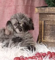 Spice, a male Poodle - Toy  for sale in Mexico, MO – 3 of 6
