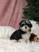 Liberty , a male Havanese for sale in Mexico, MO – 5 of 7