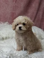 KENDI , a female Maltipoo for sale in Mexico, MO – 3 of 4