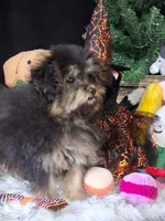 Gyspy , a female Yorkipoo for sale in Mexico, MO – 2 of 7