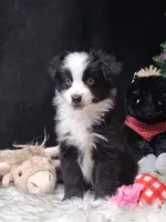 Jolene, a female Miniature Australian Shepherd for sale in Mexico, MO – 3 of 8