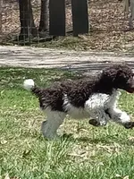 Charlie, a male Poodle - Standard  for sale in Mexico, MO – Photo 3 of 4
