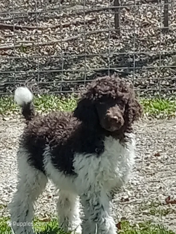 Charlie, a male Poodle - Standard  for sale in Mexico, MO – Photo 1 of 4