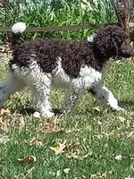 Charlie, a male Poodle - Standard  for sale in Mexico, MO – Photo 2 of 4
