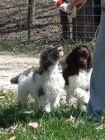 Charlie, a male Poodle - Standard  for sale in Mexico, MO – Photo 4 of 4