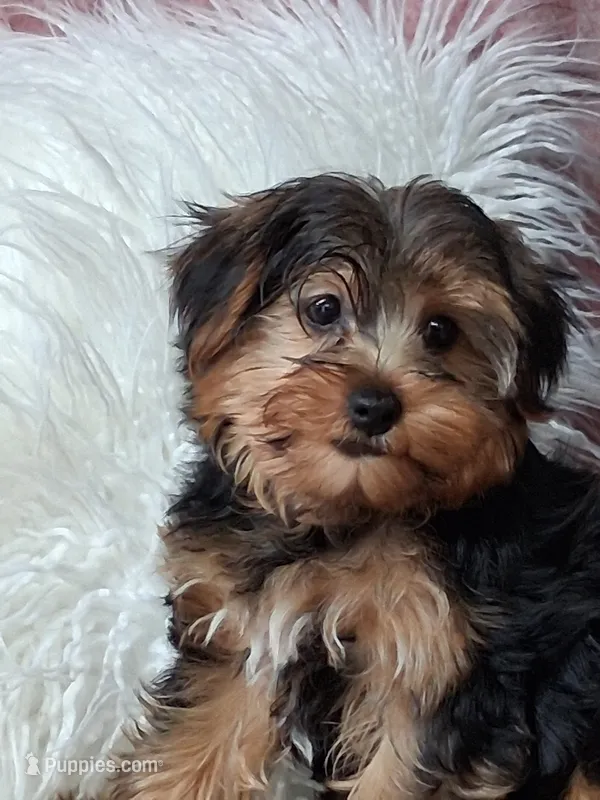 Louie – Yorkshire Terrier puppy for sale in Mexico, MO