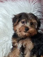 Louie, a male Yorkshire Terrier for sale in Mexico, MO – 1 of 7