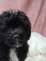 Danny, a male Maltipoo for sale in Mexico, MO – 2 of 5