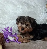 Louie, a male Yorkshire Terrier for sale in Mexico, MO – 5 of 7