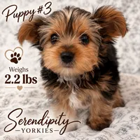 Boyfriend, a male Yorkshire Terrier for sale in Bryceville, FL – 1 of 1