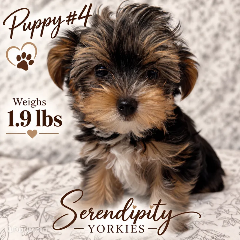 Baby – Yorkshire Terrier puppy for sale in Bryceville, FL