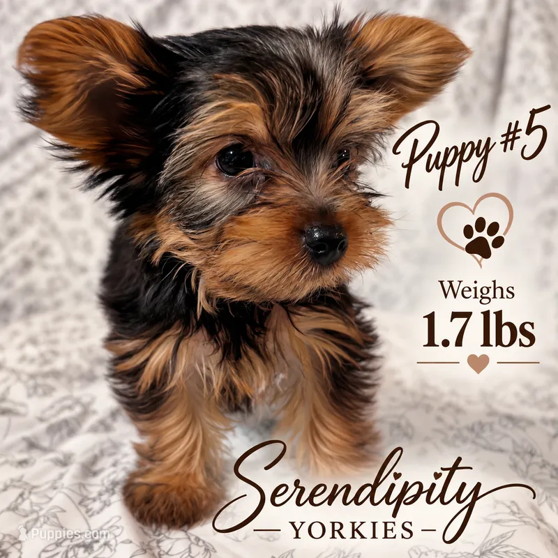 Streak – Yorkshire Terrier puppy for sale in Bryceville, FL