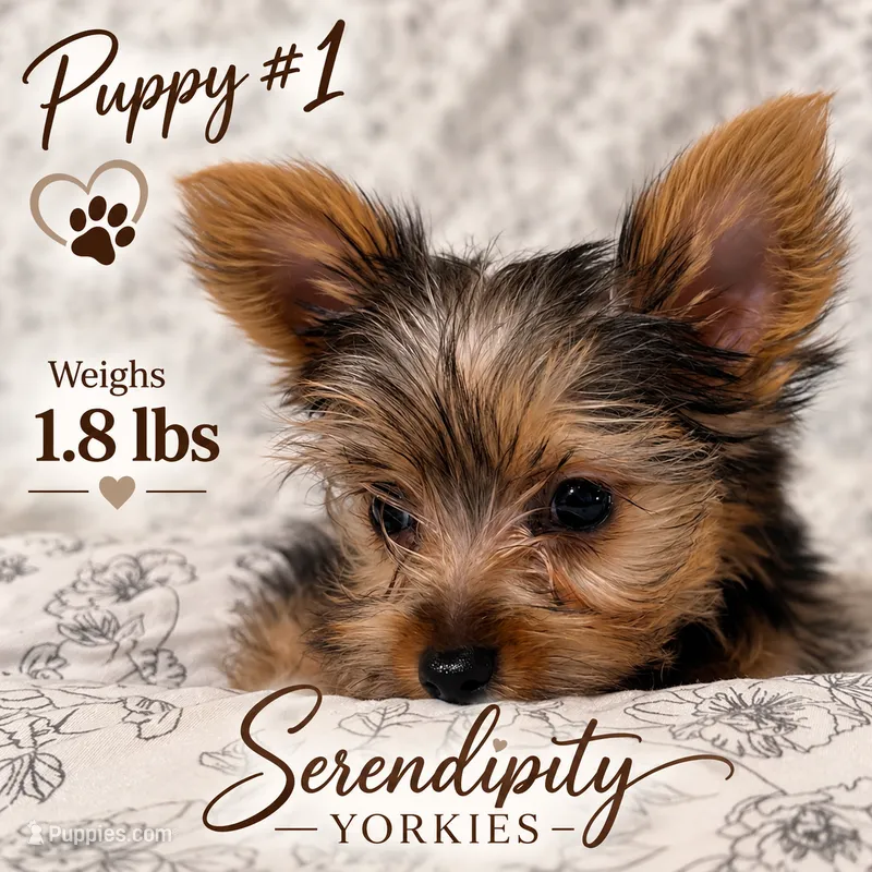 Little Bit – Yorkshire Terrier puppy for sale in Bryceville, FL