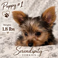 Little Bit, a male Yorkshire Terrier for sale in Bryceville, FL – 1 of 1