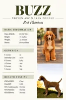 Buzz, a male Poodle - Multi-Colored Standard for sale in Greenville, TX – 2 of 2