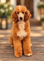 Buzz, a male Poodle - Multi-Colored Standard for sale in Greenville, TX – 1 of 2