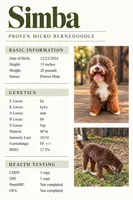 Simba, a male Miniature Bernedoodle for sale in Greenville, TX – 2 of 2
