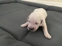 AKC Cream Golden Retriever Fourth Pick Male, a male English Cream Golden Retriever for sale in Simpsonville, SC – 1 of 1
