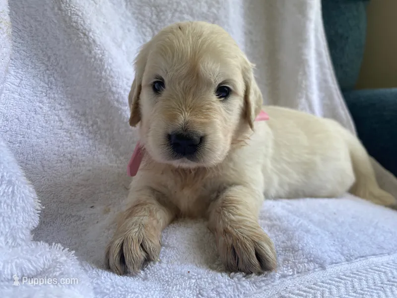 Pearl AKC Cream Golden Retriever First Pick Female – English Cream Golden Retriever puppy for sale in Simpsonville, SC