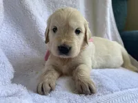 Pearl AKC Cream Golden Retriever First Pick Female, a female English Cream Golden Retriever for sale in Simpsonville, SC – 1 of 4