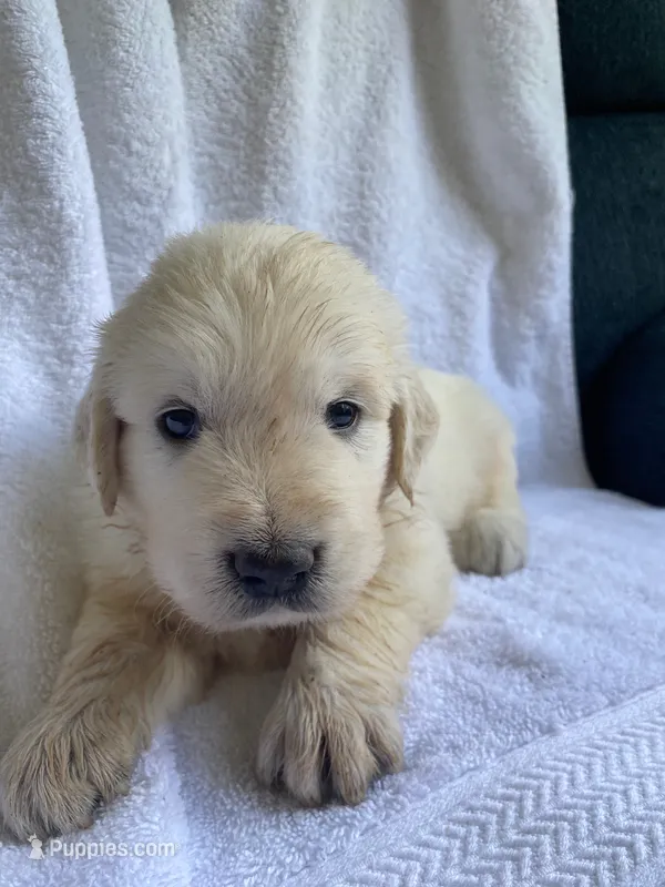 Mr Monster AKC Cream Golden Retriever Third Pick Male – Golden Retriever puppy for sale in Simpsonville, SC