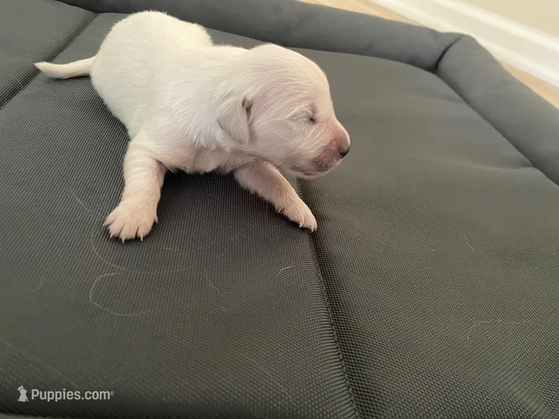 AKC Cream Golden Retriever Fifth Pick Female – English Cream Golden Retriever puppy for sale in Simpsonville, SC