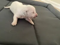 AKC Cream Golden Retriever Fifth Pick Female, a female English Cream Golden Retriever for sale in Simpsonville, SC – 1 of 1