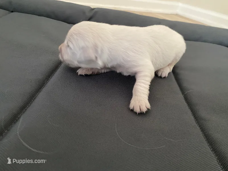 AKC Cream Golden Retriever Fourth Pick Female – English Cream Golden Retriever puppy for sale in Simpsonville, SC