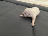 AKC Cream Golden Retriever First Pick Male, a male English Cream Golden Retriever for sale in Simpsonville, SC – 1 of 1