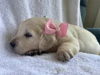 Pearl AKC Cream Golden Retriever First Pick Female, a female English Cream Golden Retriever for sale in Simpsonville, SC – 2 of 4